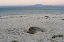 60- Une tortue caouanne vient pondre sur la plage